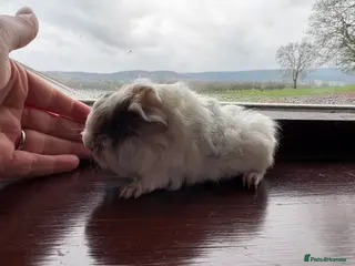 Guinea Pig rodents Male guinea pigs - long & short haired - Advert 3