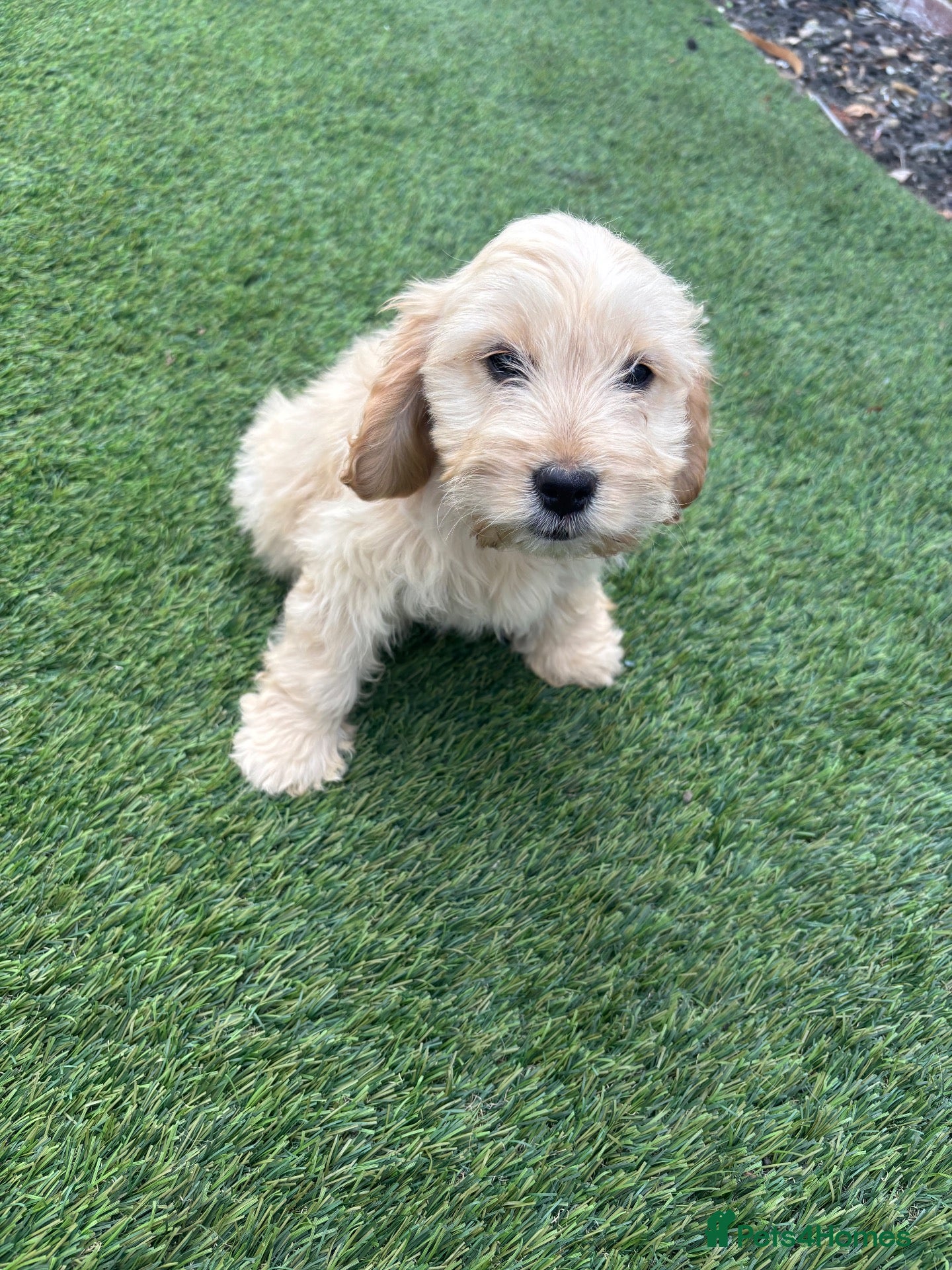 Cockapoo dogs F1 Golden cockapoo puppies  - Advert 9