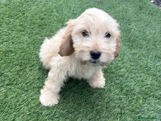 Cockapoo dogs F1 Golden cockapoo puppies - Advert 9