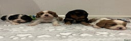 Cavalier King Charles Spaniel dogs for sale: Cavalier King Charles puppy’s  - Advert 14