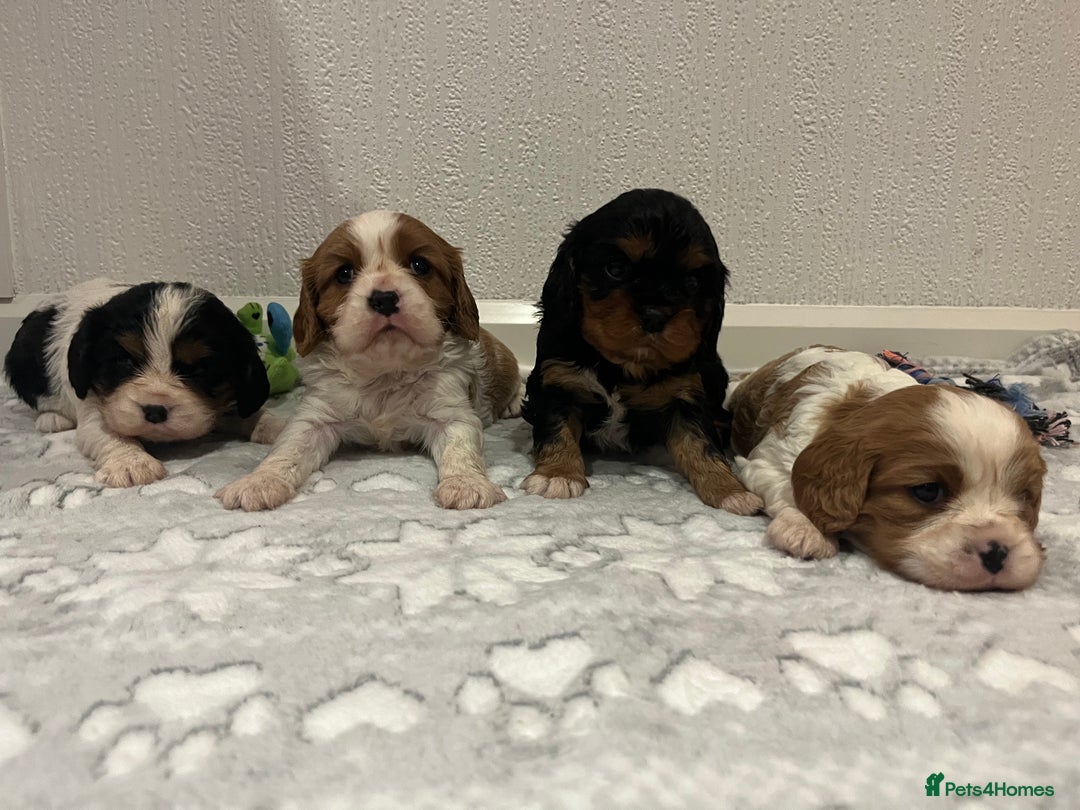 Cavalier King Charles Spaniel dogs for sale: Cavalier King Charles puppy’s  - Advert 14