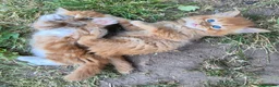 Mixed Breed cats for sale: Kittens Looking for Loving Homes - Advert 17