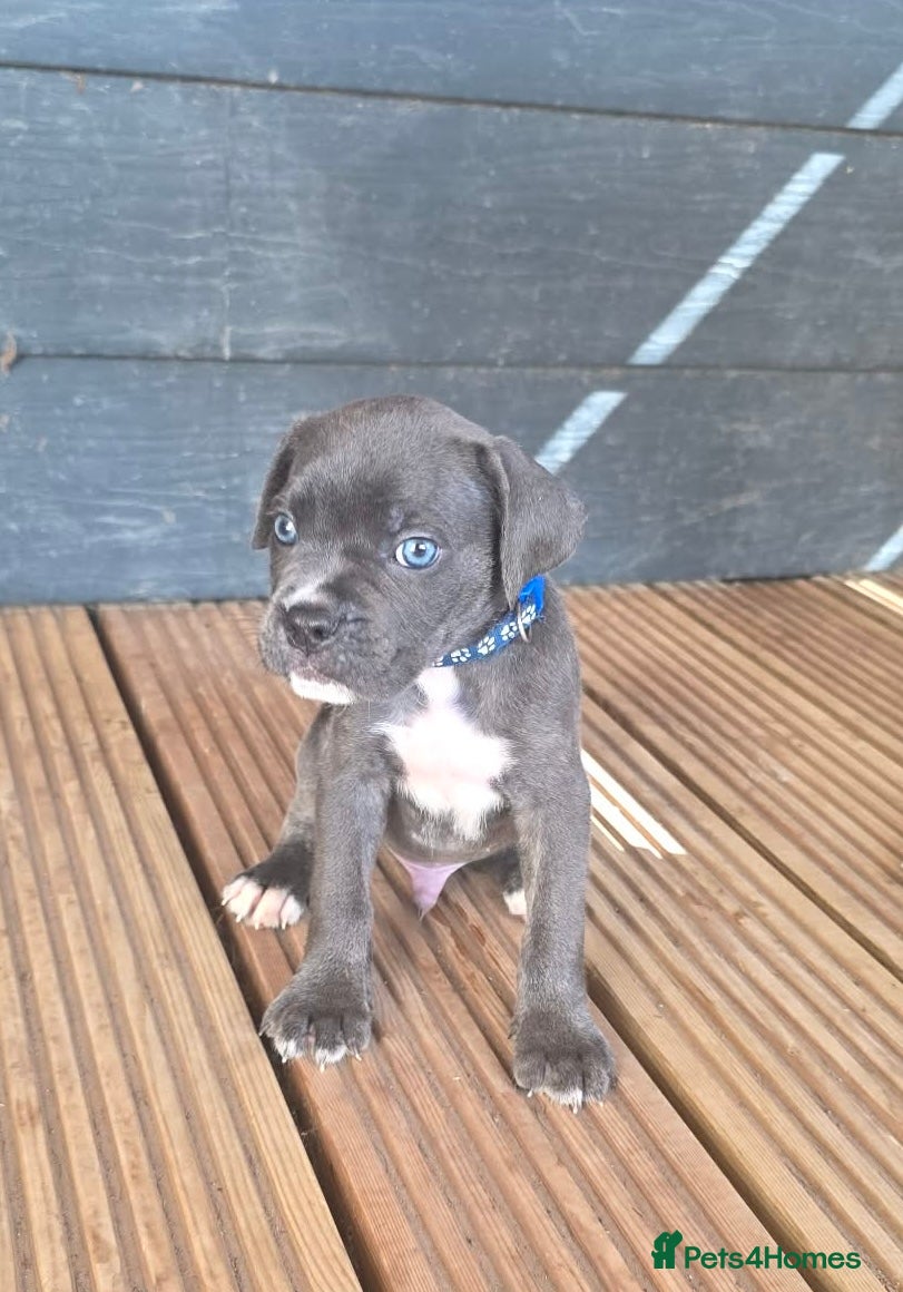 Cane Corso dogs Formentino, brindle, grey cane Corsos 👀🏡❤️ - Advert 2