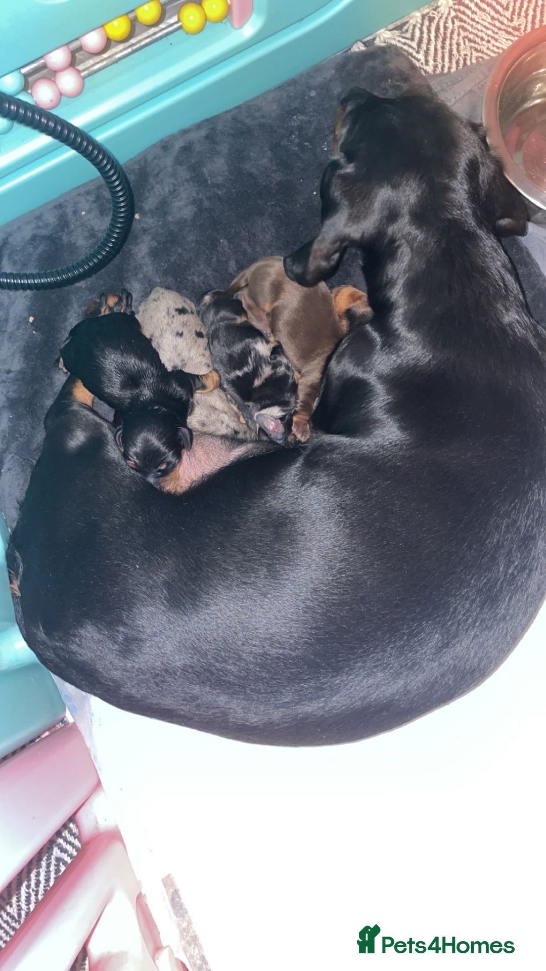 Miniature Dachshund dogs for sale: Miniature Dachshunds dapple. KC reg 4th Jan - Advert 29