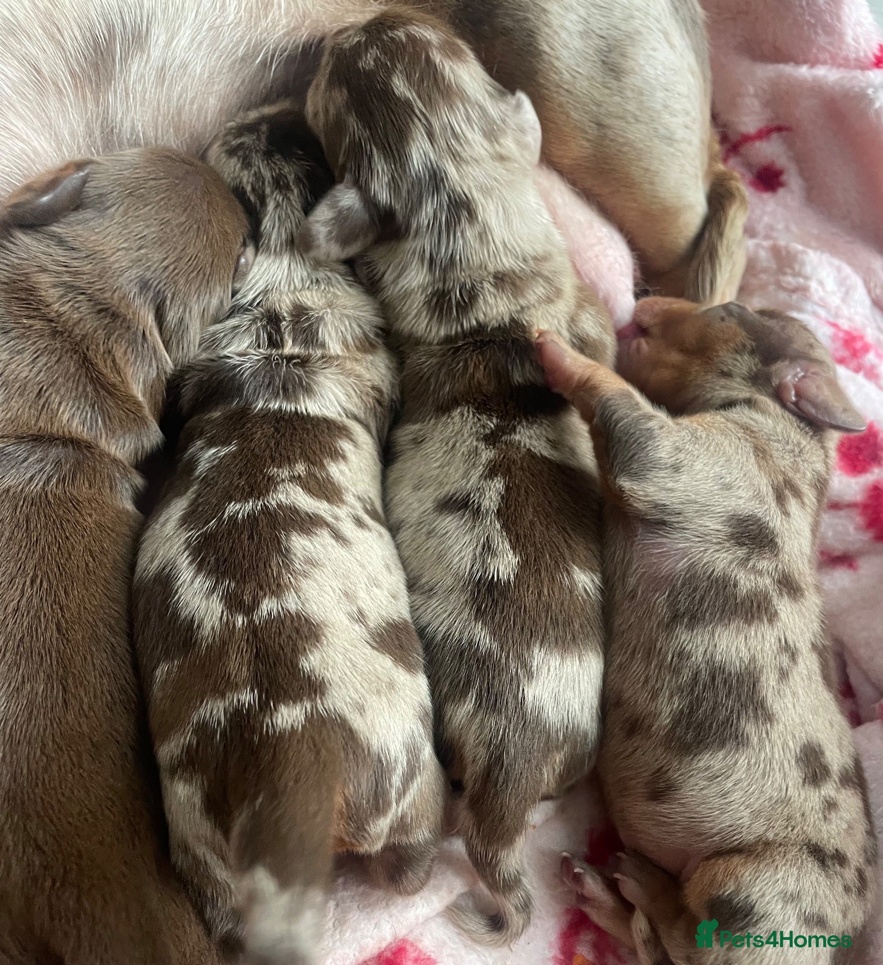 Miniature Dachshund dogs for sale: Beautiful miniature daschunds ready December!!  - Advert 2