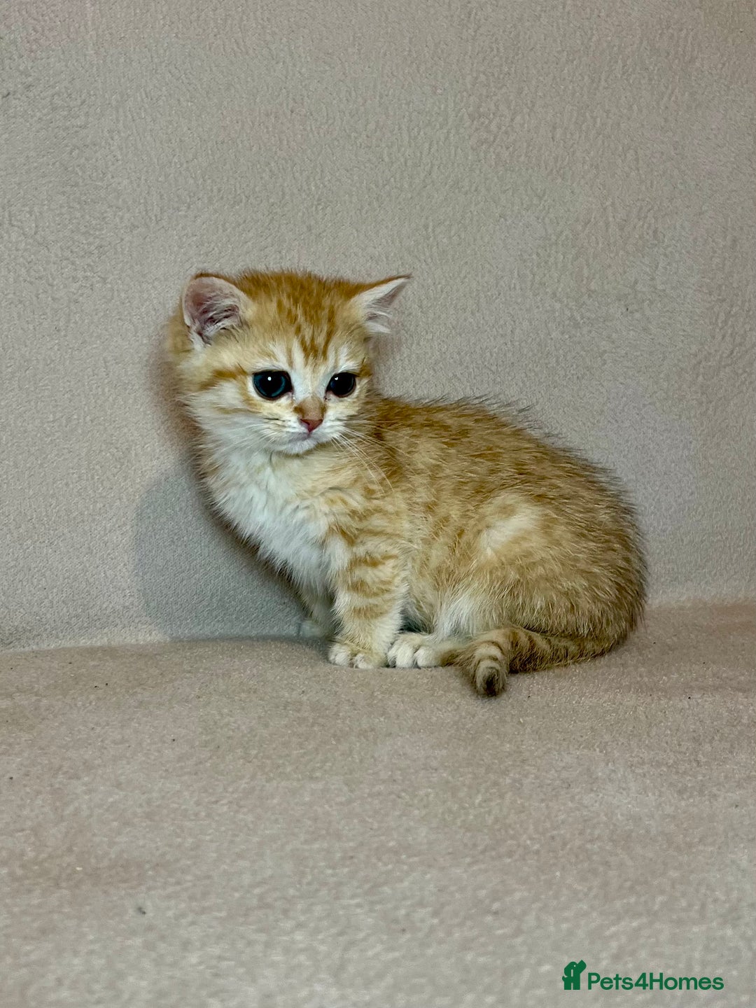 British Shorthair cats for sale: 🐾BSH Golden Kittens🐾  - Advert 10