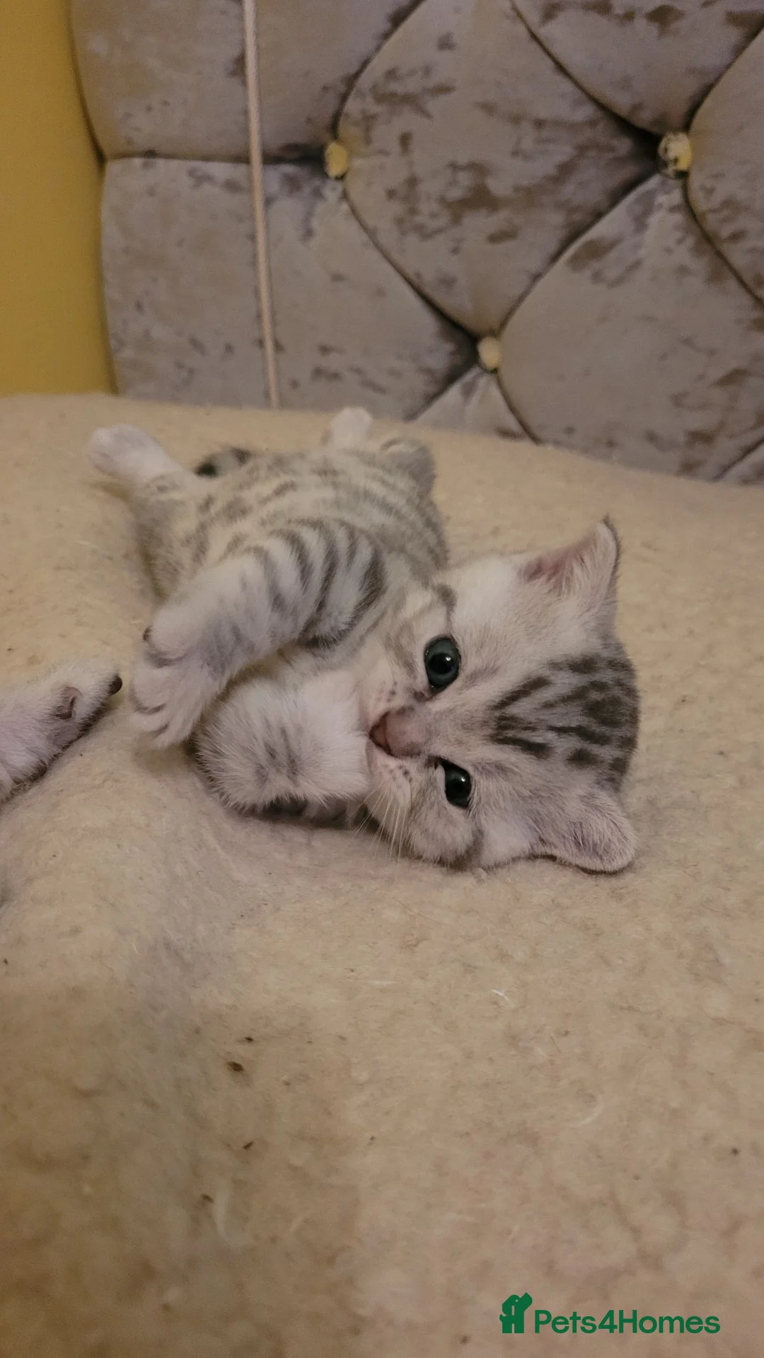 British Shorthair cats for sale: British shorthair kittens  - Advert 1