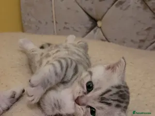 British Shorthair cats British shorthair kittens - Advert 4