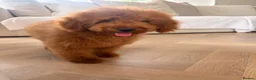 Cockapoo dogs for sale: LICENSED BREEDER QUALITY HEALTH TESTED COCKAPOOS - Advert 17