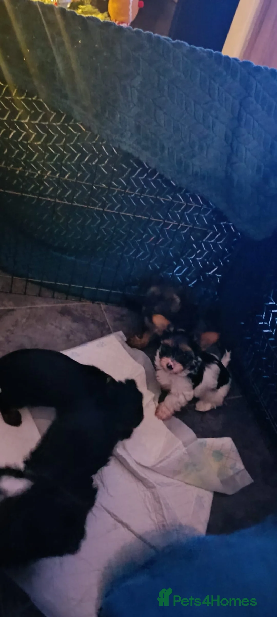 Yorkshire Terrier dogs for stud:  Chocolate Yorkshire Terrier For Stud Only in Blackburn - Advert 3