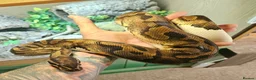 Python Snake reptiles for sale: 2x Royal Pythons for sale Female and Male  - Advert 4