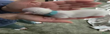 Chihuahua 4