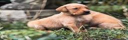 Goldador dogs for sale: Beautiful Red Goldador KC Reg Parents - Advert 19