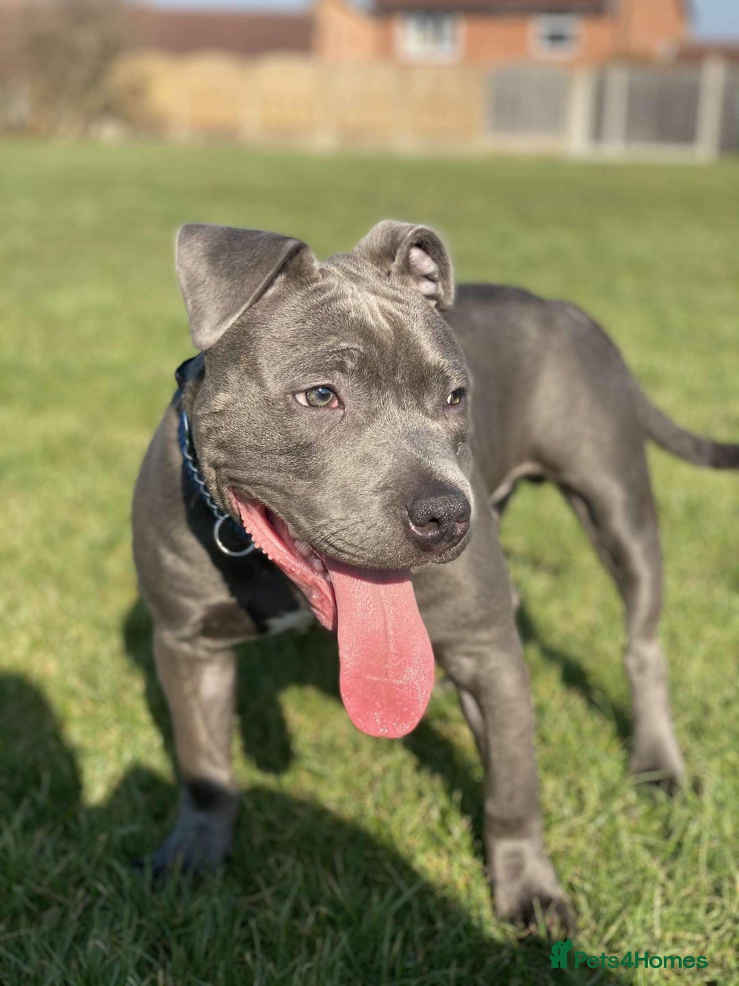 Staffordshire Bull Terrier dogs for stud: Meho stud dog - Advert 21