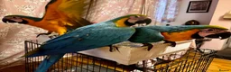Macaws birds for sale: Baby Blue And Gold Macaws - Advert 15