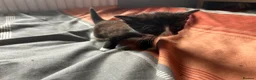 British Shorthair cats for sale: Kittens x4 - Advert 9