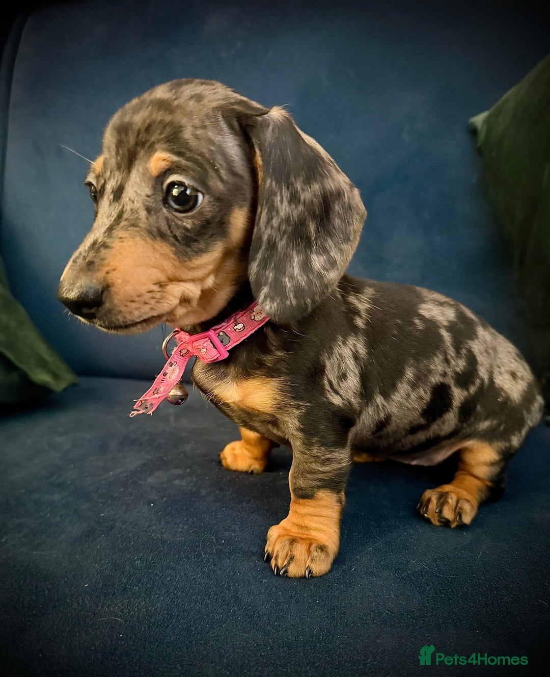 Miniature Dachshund dogs for sale: KC registered miniature Dachshund puppies  - Advert 12