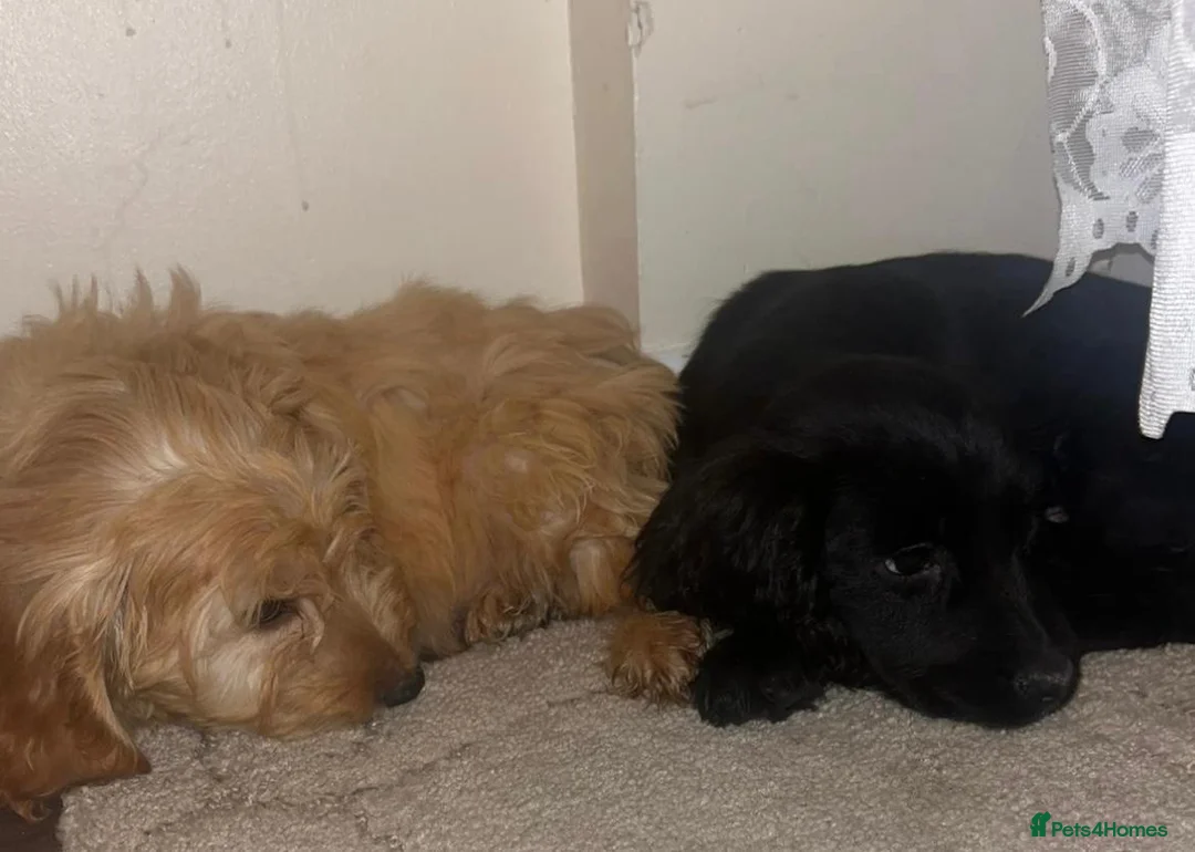 Cockapoo dogs for sale: Cockapoo  - Advert 5