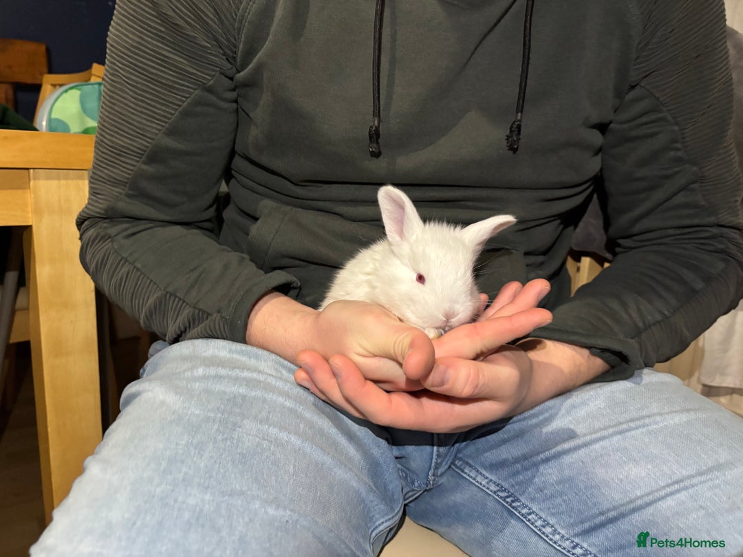 New Zealand rabbits for sale: Rabbits White New Zealand for Sale in Mountain Ash - Advert 4