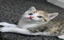British Shorthair cats for sale: 🐱Four  Sisters Looking for Their Forever Homes!  - Image 7