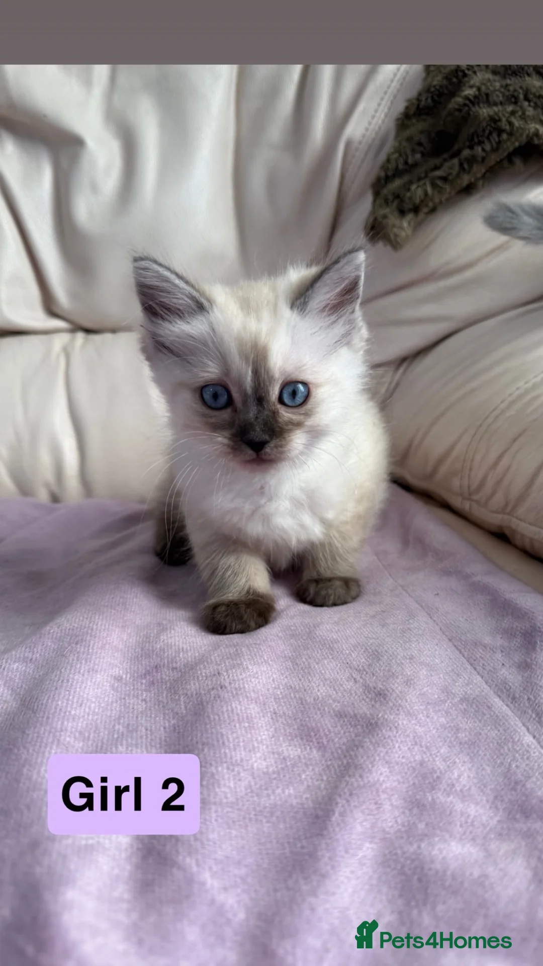 Ragdoll cats for sale: Stunning litter of ragdoll cross British shorthair - Advert 1