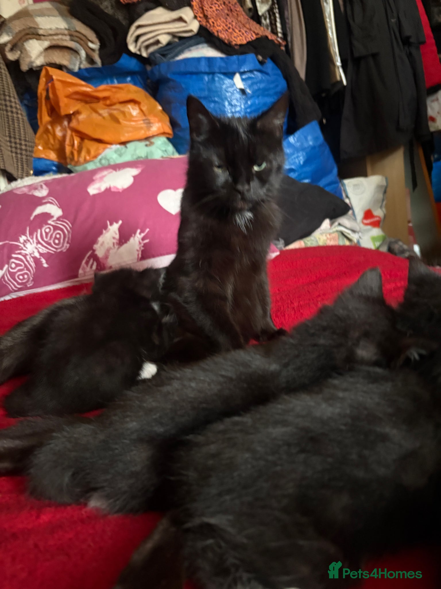 Mixed Breed cats Mixed breed kittens  - Advert 3