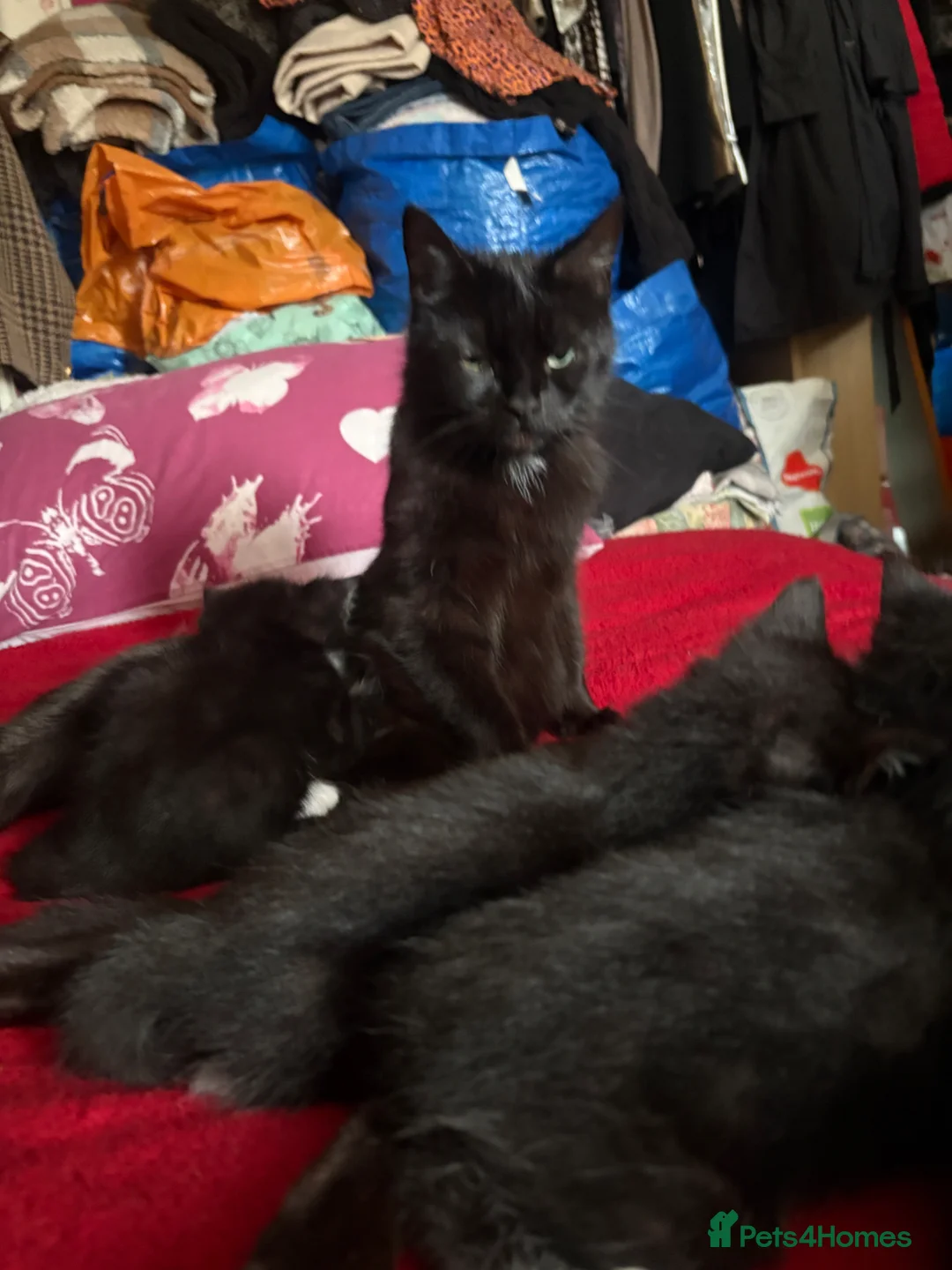 Mixed Breed cats for sale: Mixed breed kittens  - Advert 1