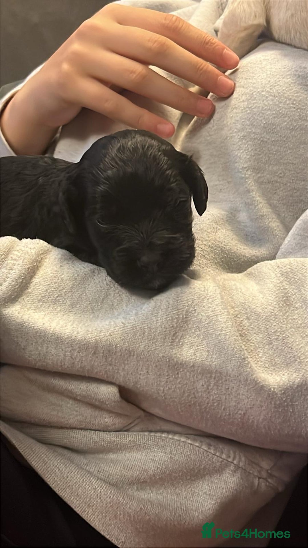 Cocker Spaniel dogs for sale: Cocker spaniel puppies - Image 6