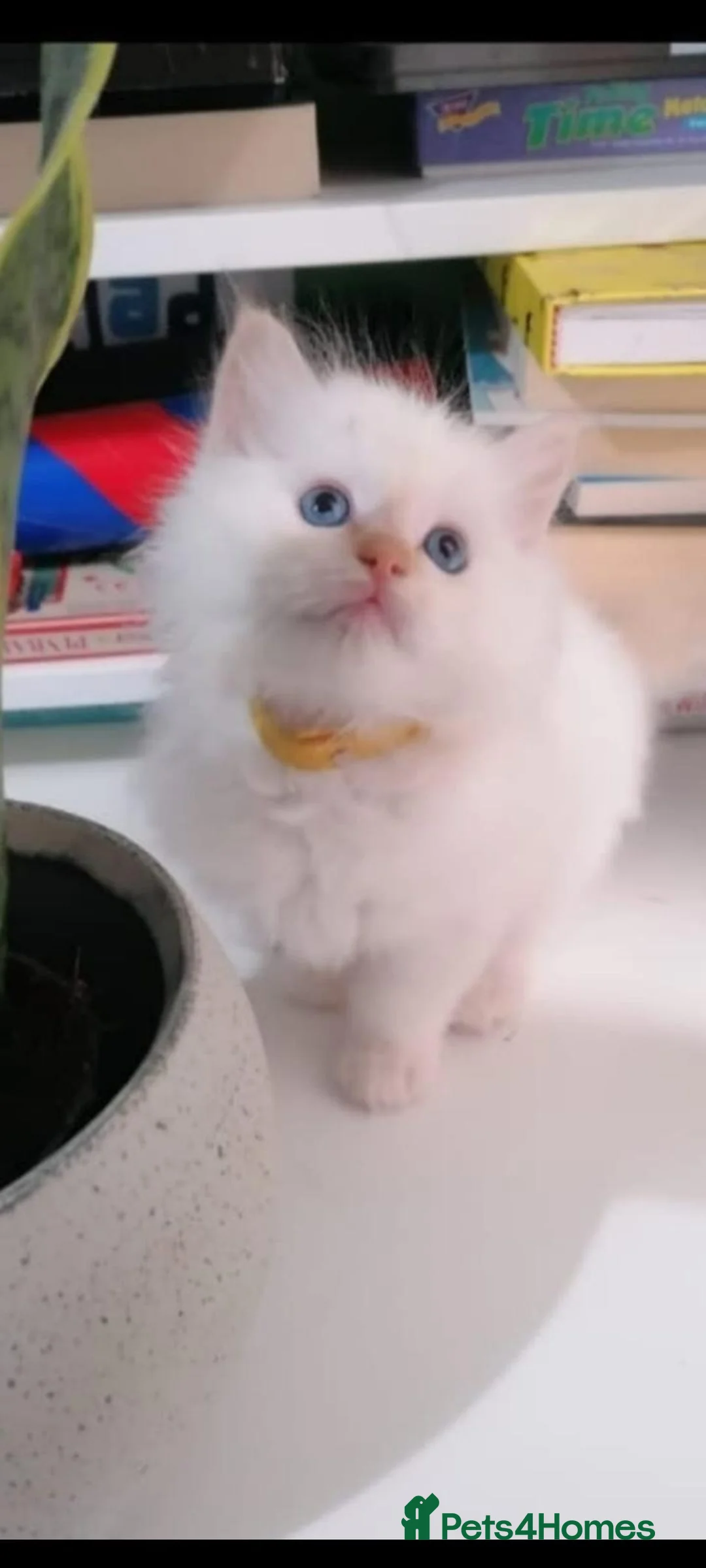 Ragdoll cats for sale: Flame point Ragdoll Kittens - Advert 1
