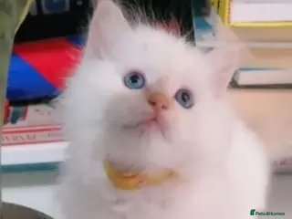 Ragdoll cats Flame point Ragdoll Kittens - Advert 1