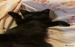 Mixed Breed cats for sale: Perfect kitten. Needing to be rehomed  - Image 6