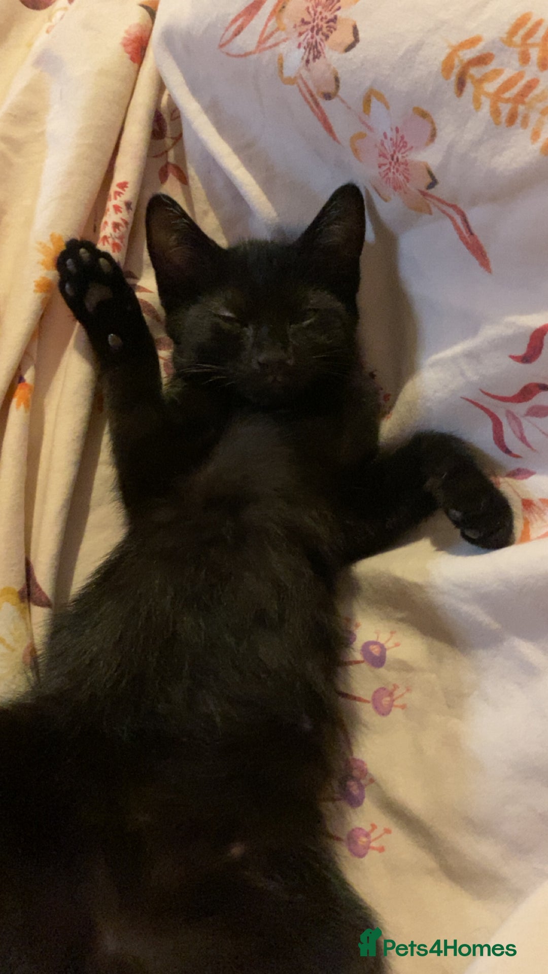 Mixed Breed cats for sale: Perfect kitten. Needing to be rehomed  - Image 6