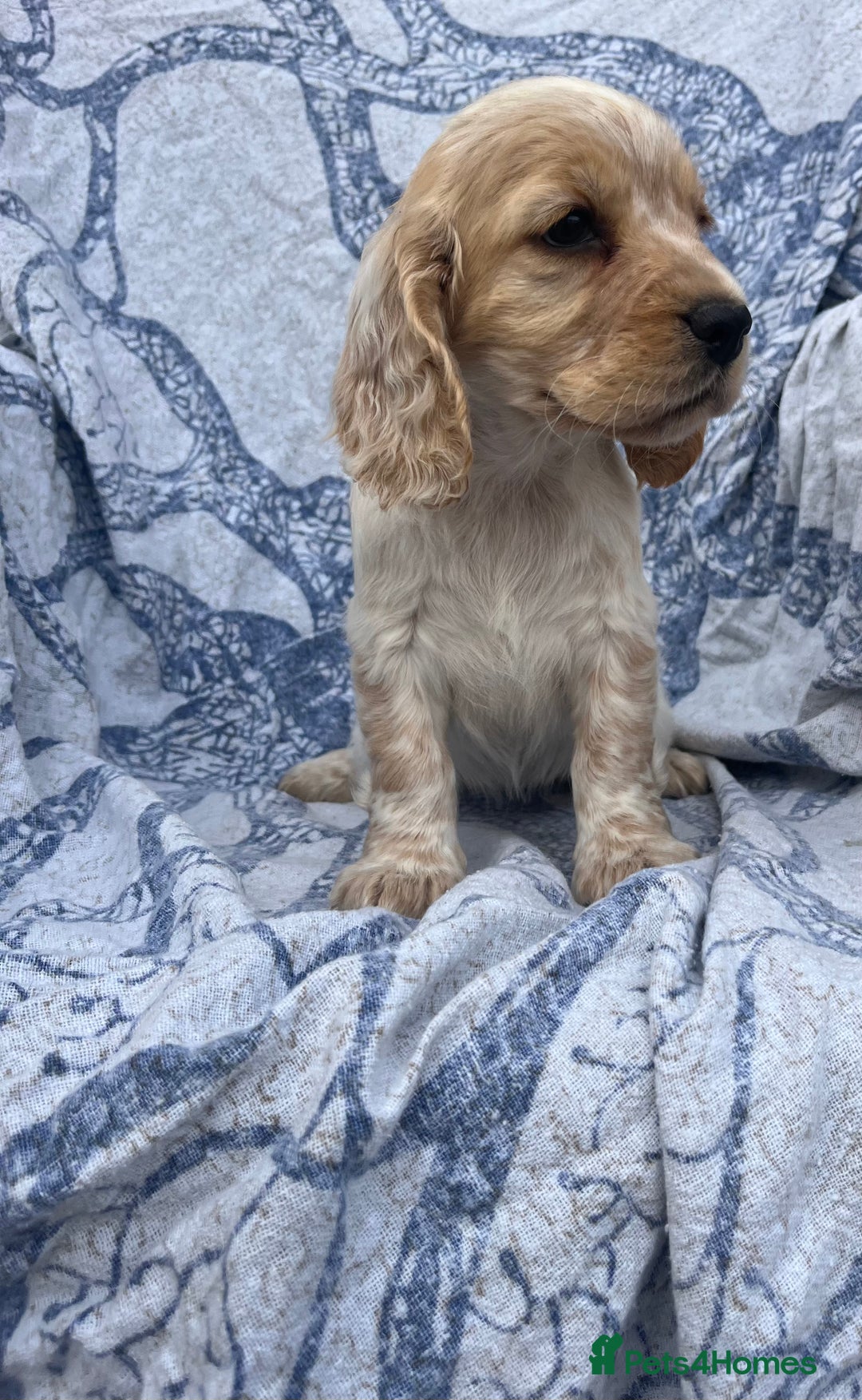 Cocker Spaniel dogs for sale: FULLY VACCINATED working cocker spaniel puppies  in Ashford - Image 6