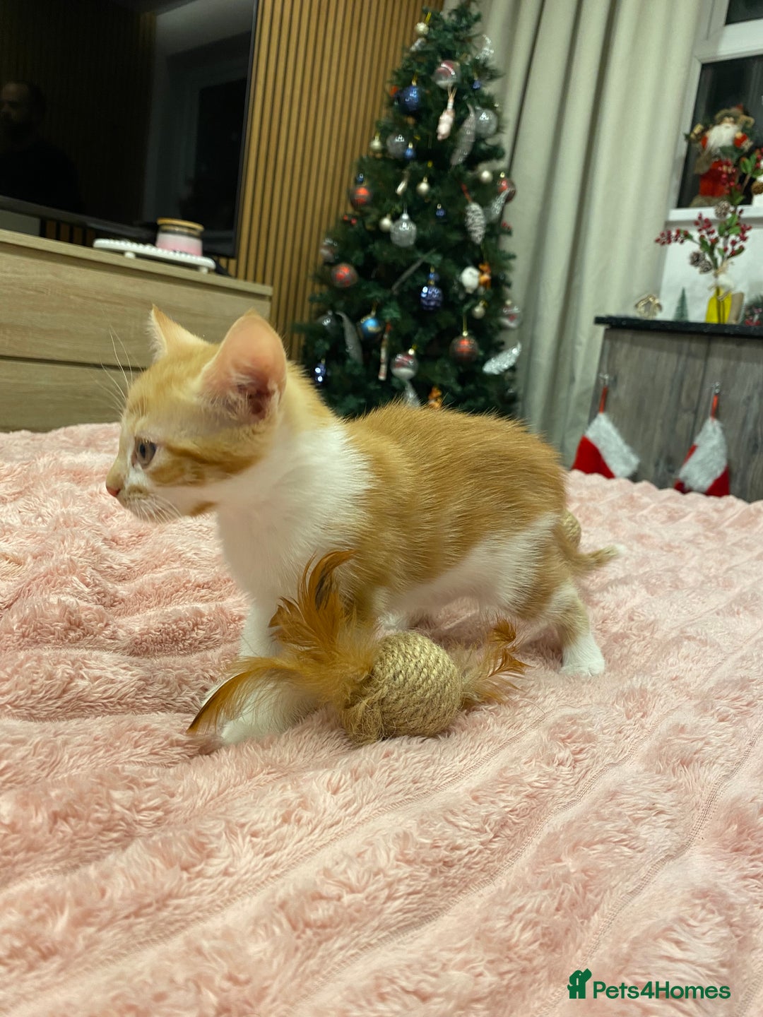 Mixed Breed cats for sale: 5 lovely kittens for sale - Advert 10