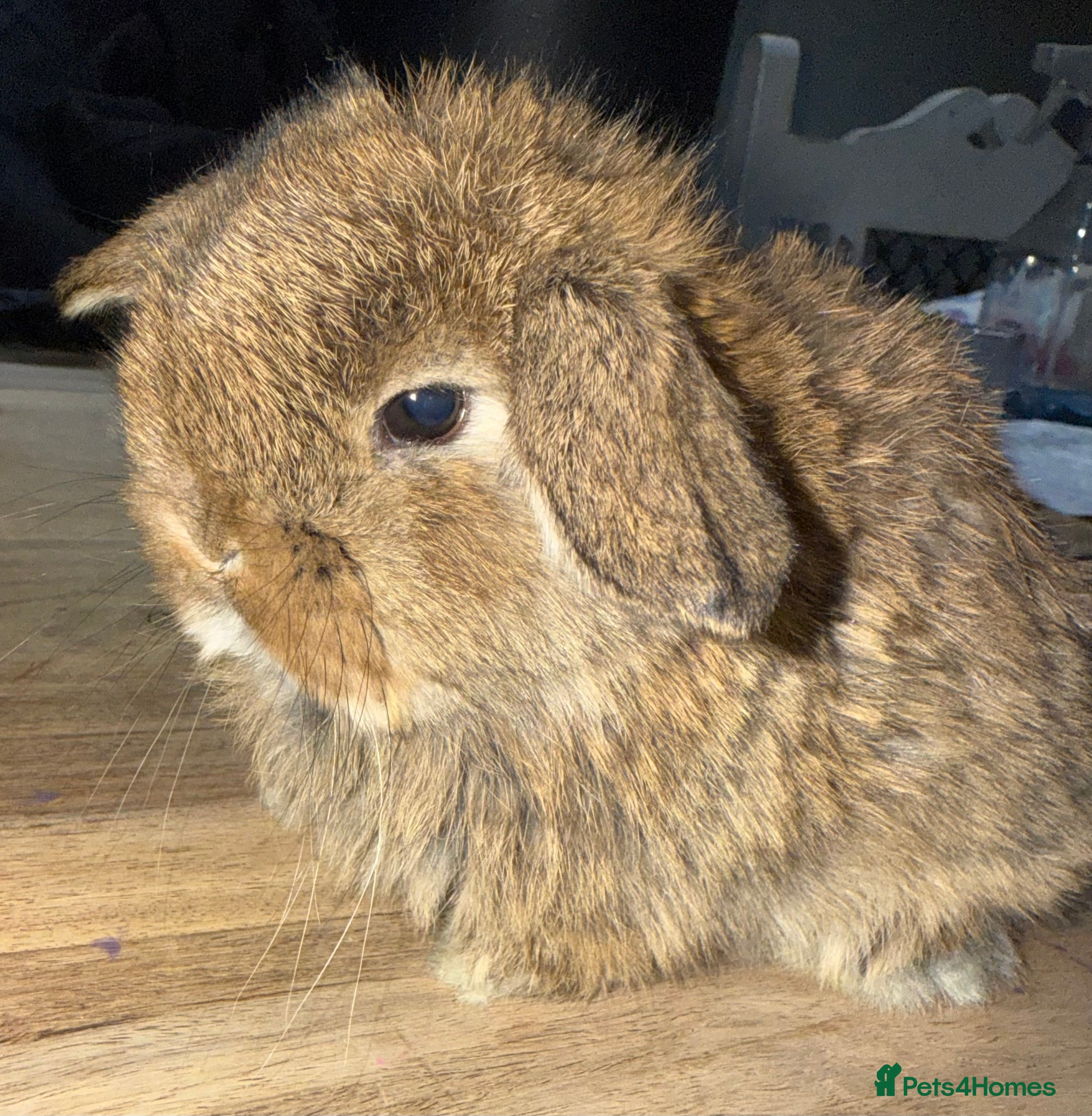 Mini Lop rabbits Exceptional BRC mini lops  - Advert 1