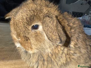Mini Lop rabbits Exceptional BRC mini lops - Advert 6