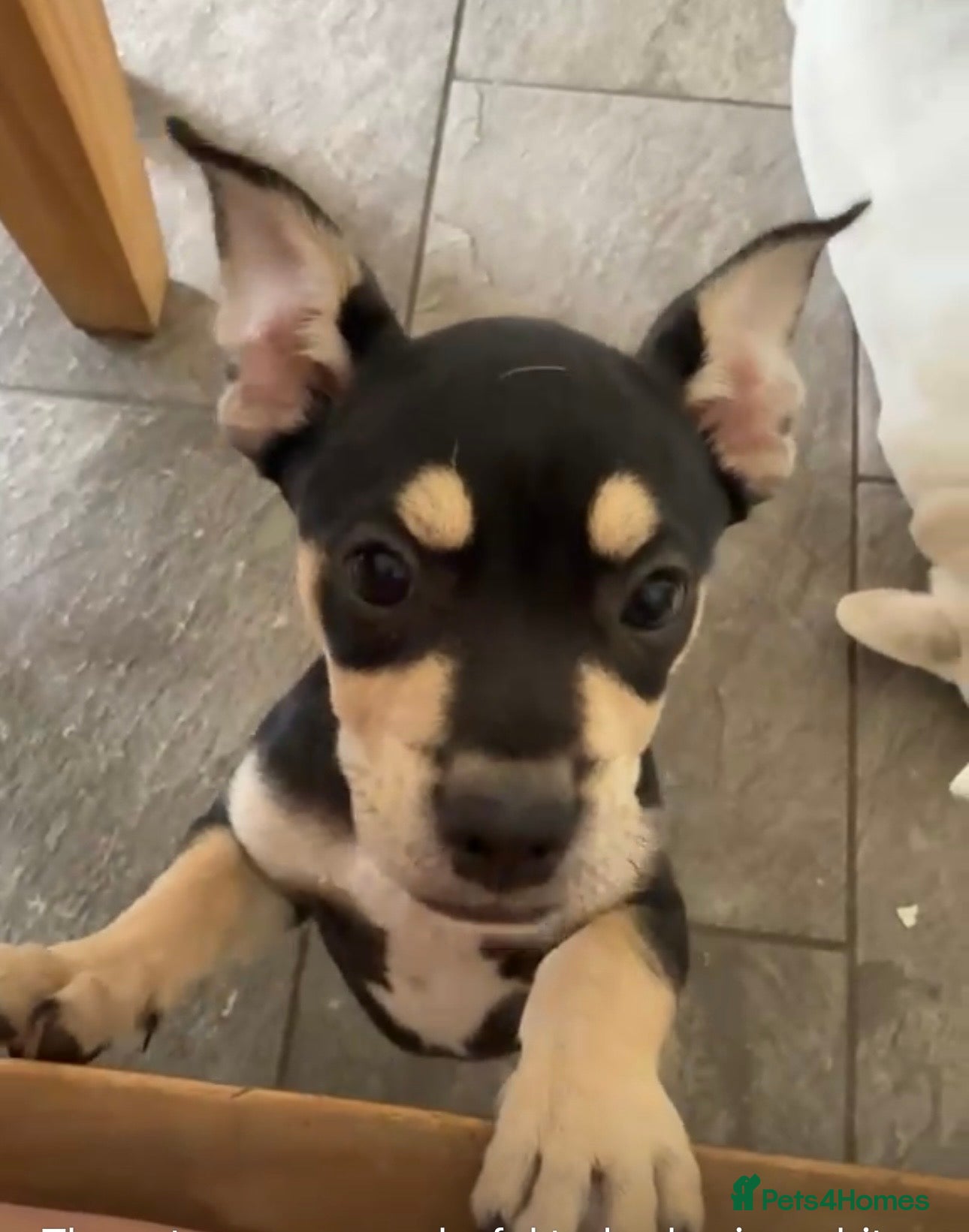 Mixed Breed dogs Miniature Jack Russell Cross French bulldog puppy - Advert 5