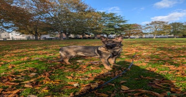German Shepherd dogs in Scunthorpe - Advert 2