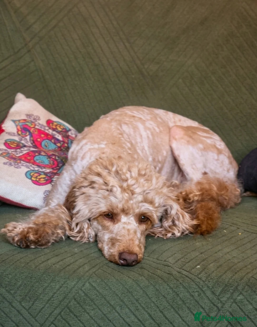 Miniature Poodle dogs for sale: Female Mini Poodle  - Advert 3