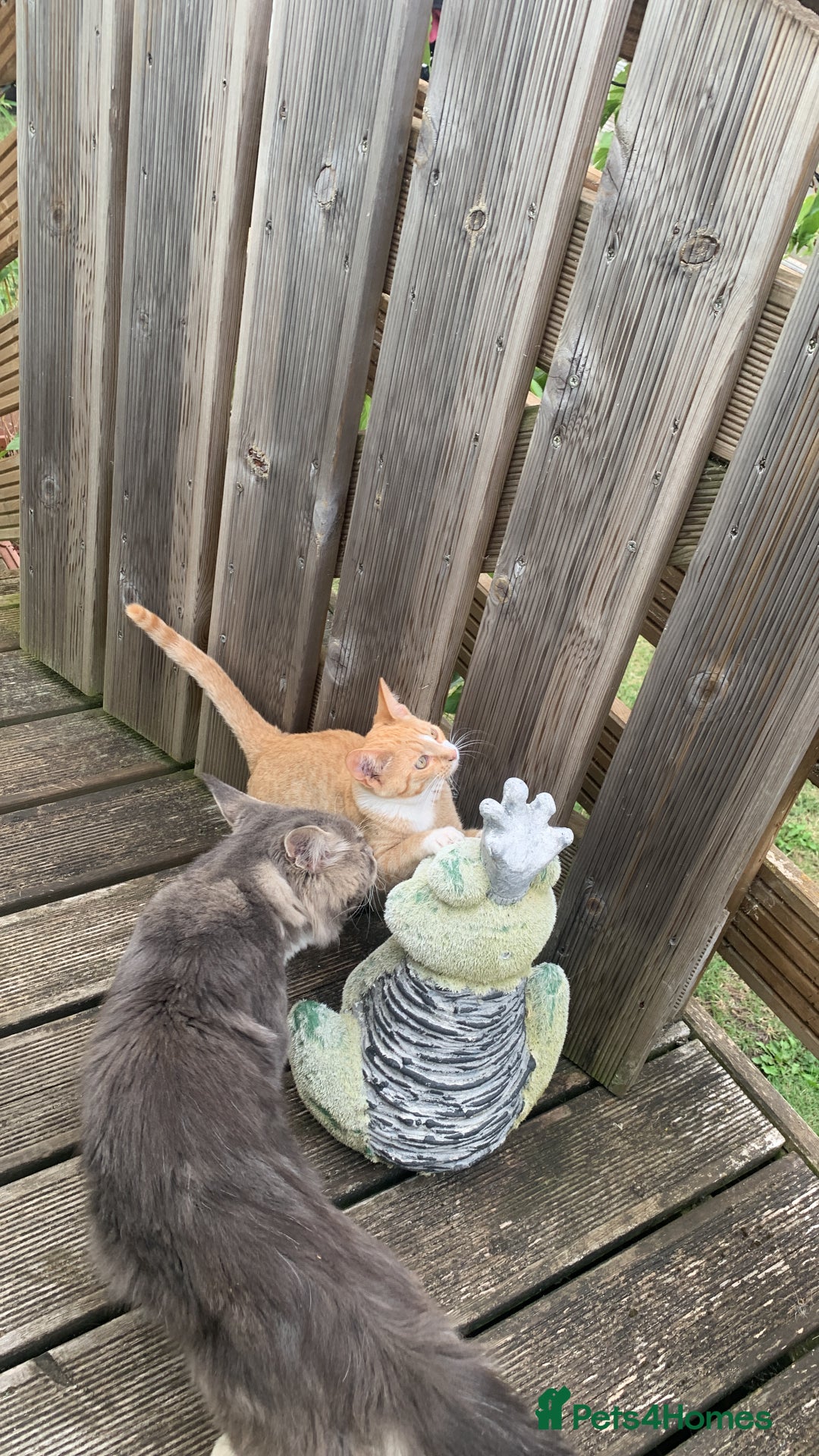 Mixed Breed cats for sale: Bengal x Spyhnx kittens  - Image 4