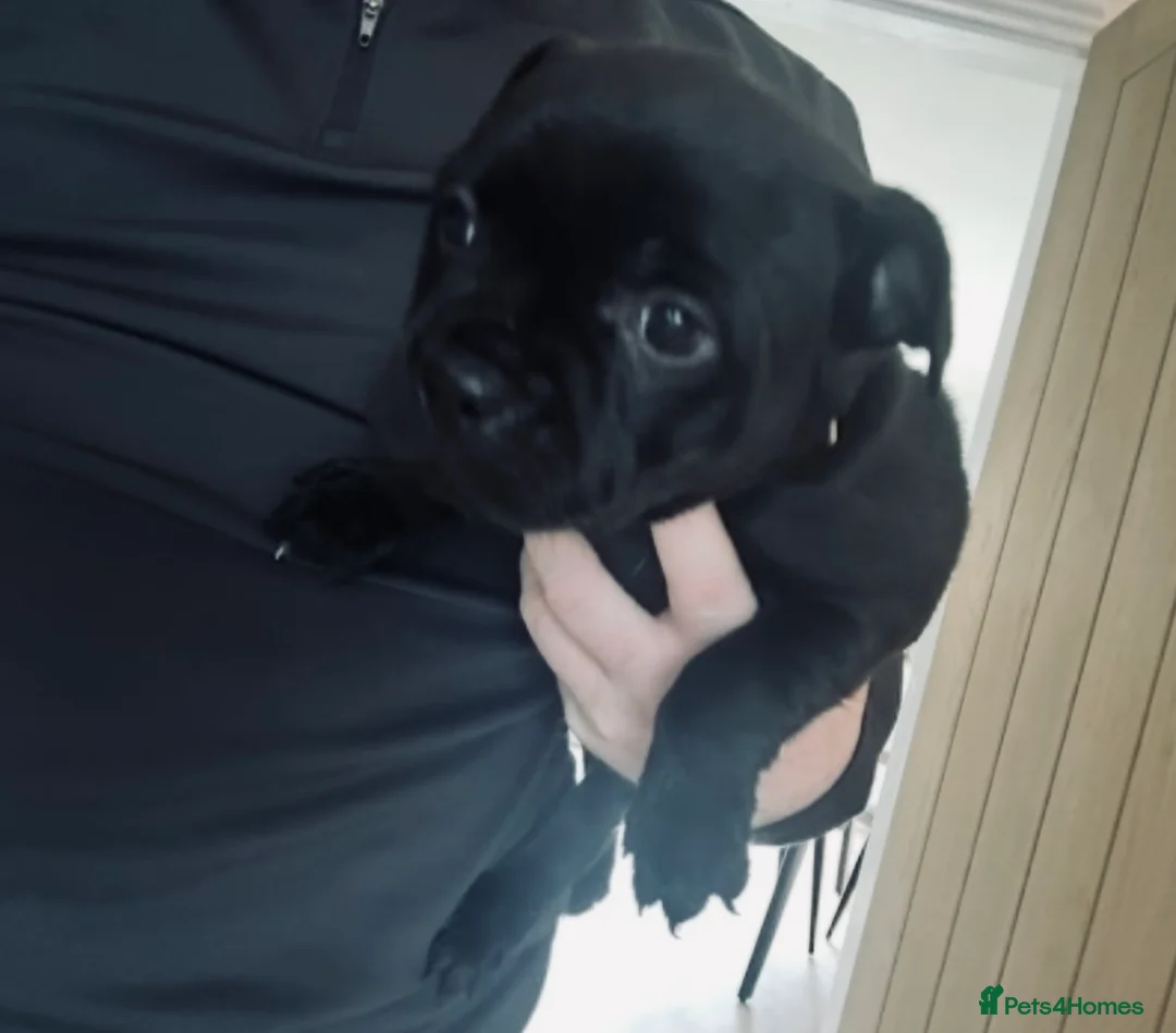 Staffordshire Bull Terrier dogs for sale: A* Traditional staffies -solid black - KC staffy - Advert 7