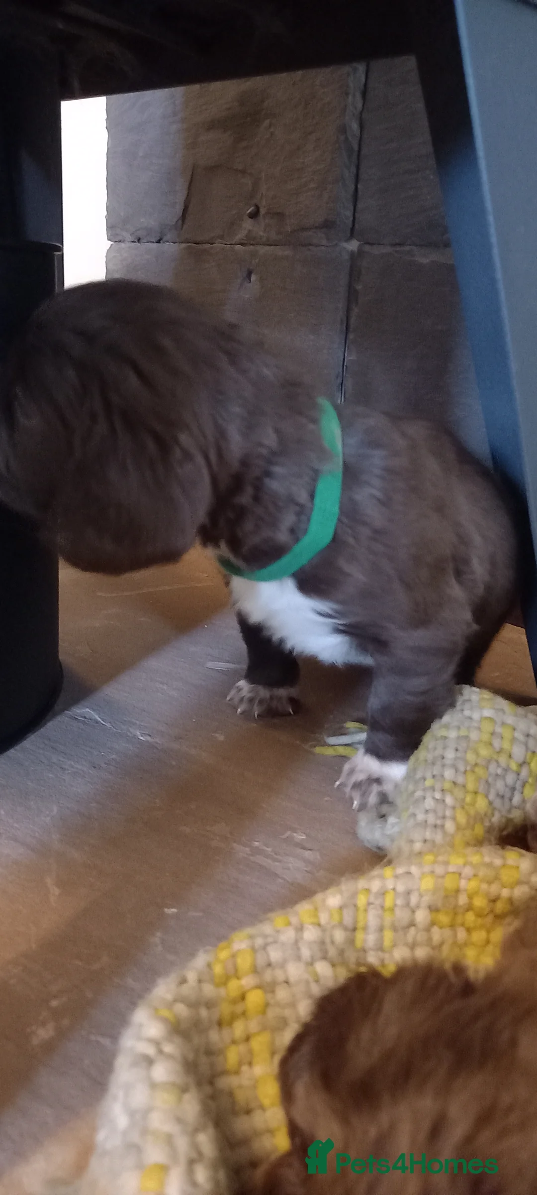 Cocker Spaniel dogs for sale: Gorgeous chocolate cocker spaniels  - Advert 9