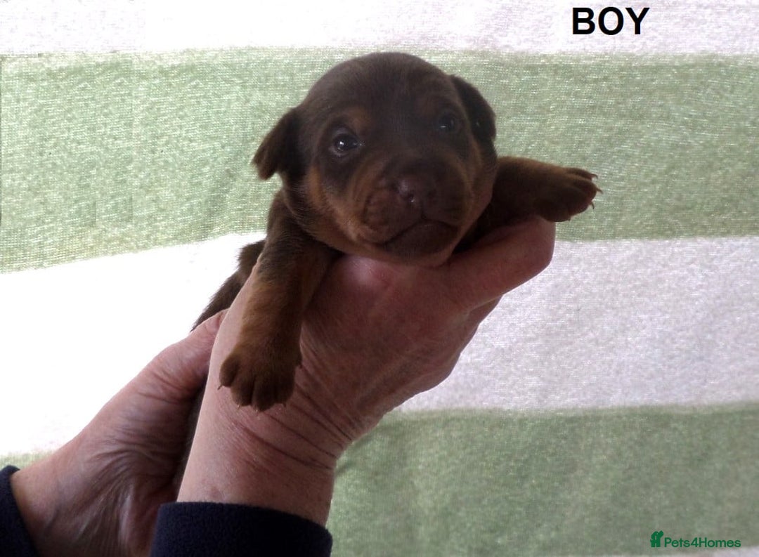 Jack Russell dogs for sale: Beautiful Muchwenlock Jack Russell puppies - Advert 26