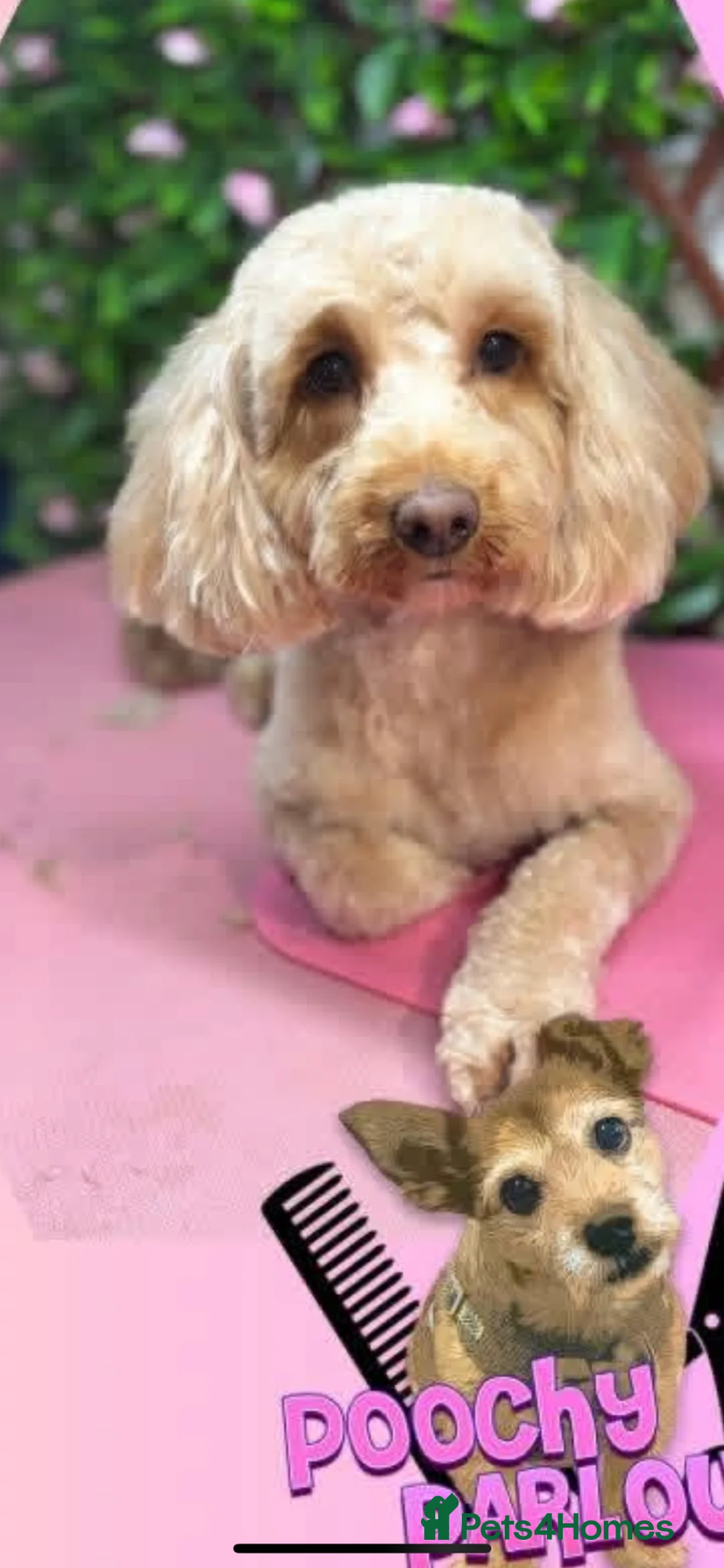 Cockapoo dogs for sale: Male Cockerpoo F3  - Advert 6