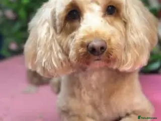 Cockapoo dogs Male Cockerpoo F3 - Advert 1
