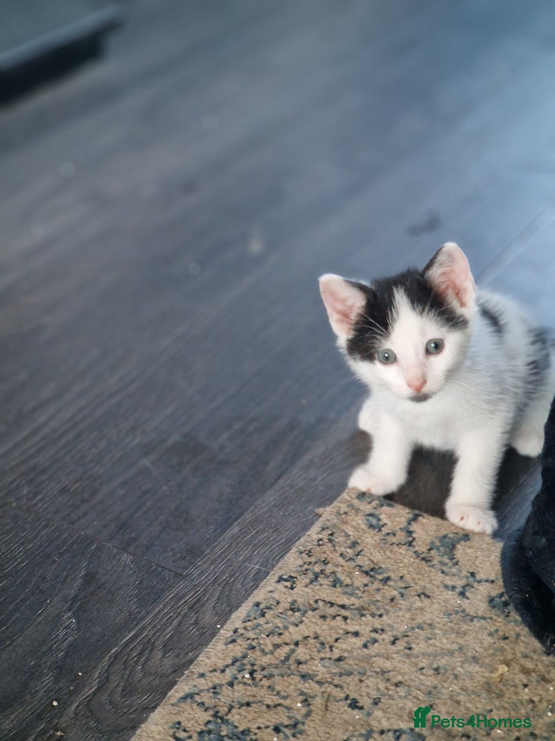 Mixed Breed cats for sale: Kittens  - Image 5