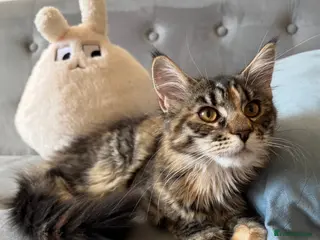 Maine Coon cats Last Girl Gorgeous Tiger Maine Coon Sweet stunning - Advert 1