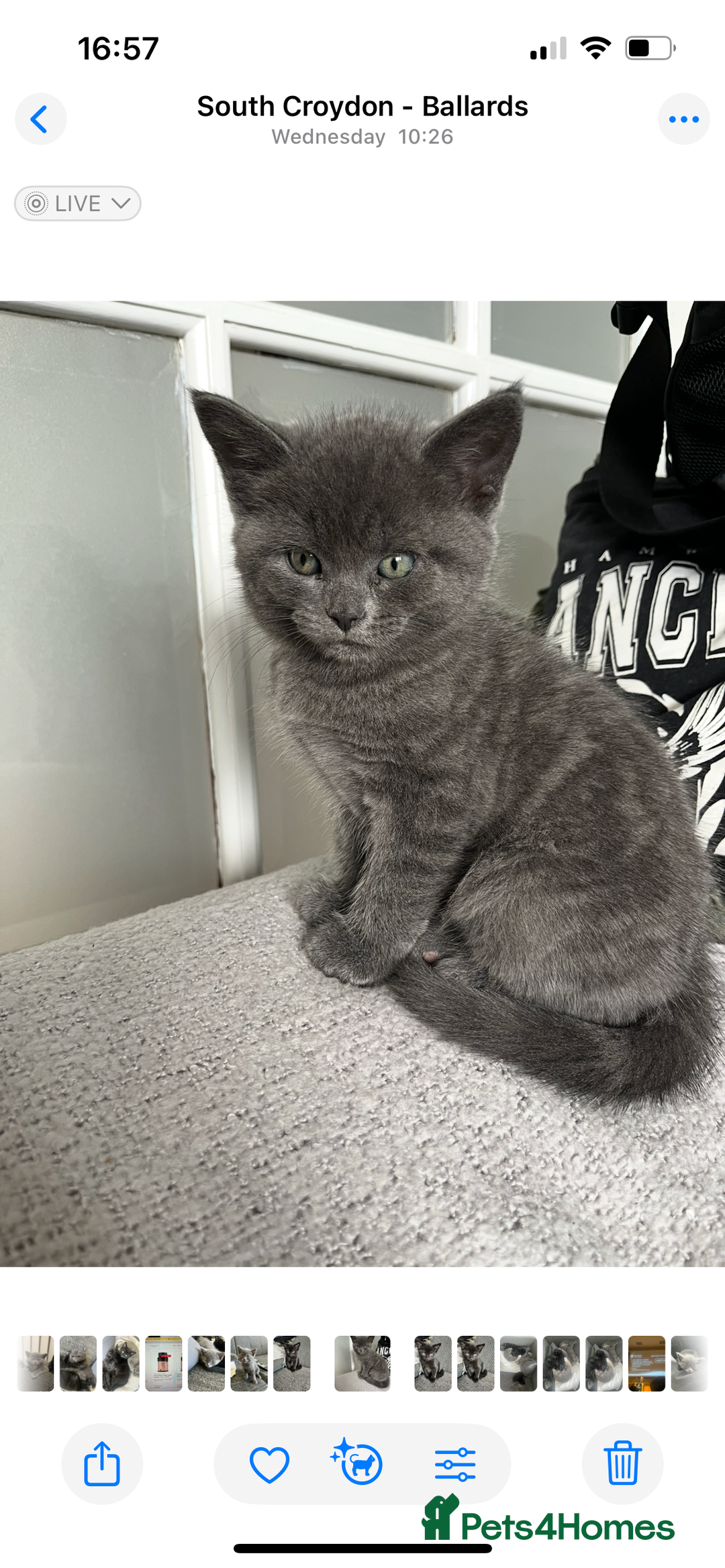 British Shorthair cats for sale: Healthy playful adorable kittens. - Image 6