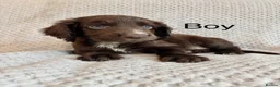 Cocker Spaniel dogs for sale: Cocker Spaniel Puppies Ready Now - Advert 9