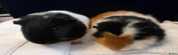 Guinea Pig rodents for sale: 2 year old male guinea pig pair in Knaresborough - Advert 1